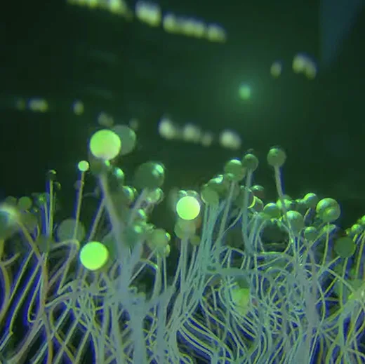 Personal Audioreactive project, Memini Hikari, Blender, Logic Pro, Geometry Nodes